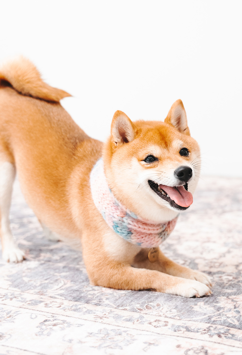 犬 ニット アクセサリー