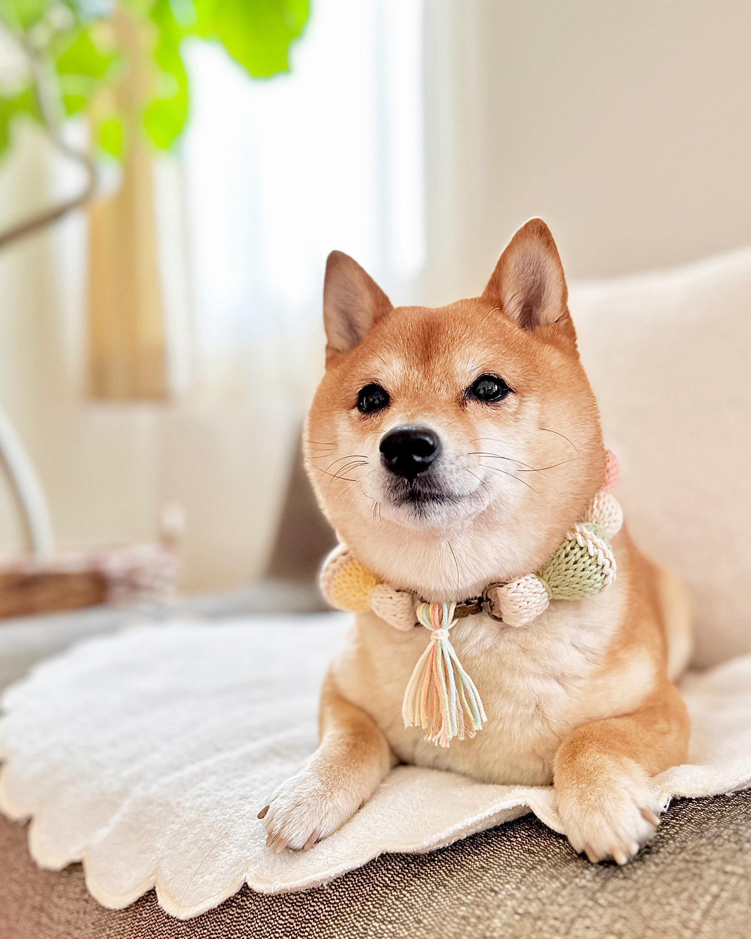 犬 ニットアクセサリー おしゃれ