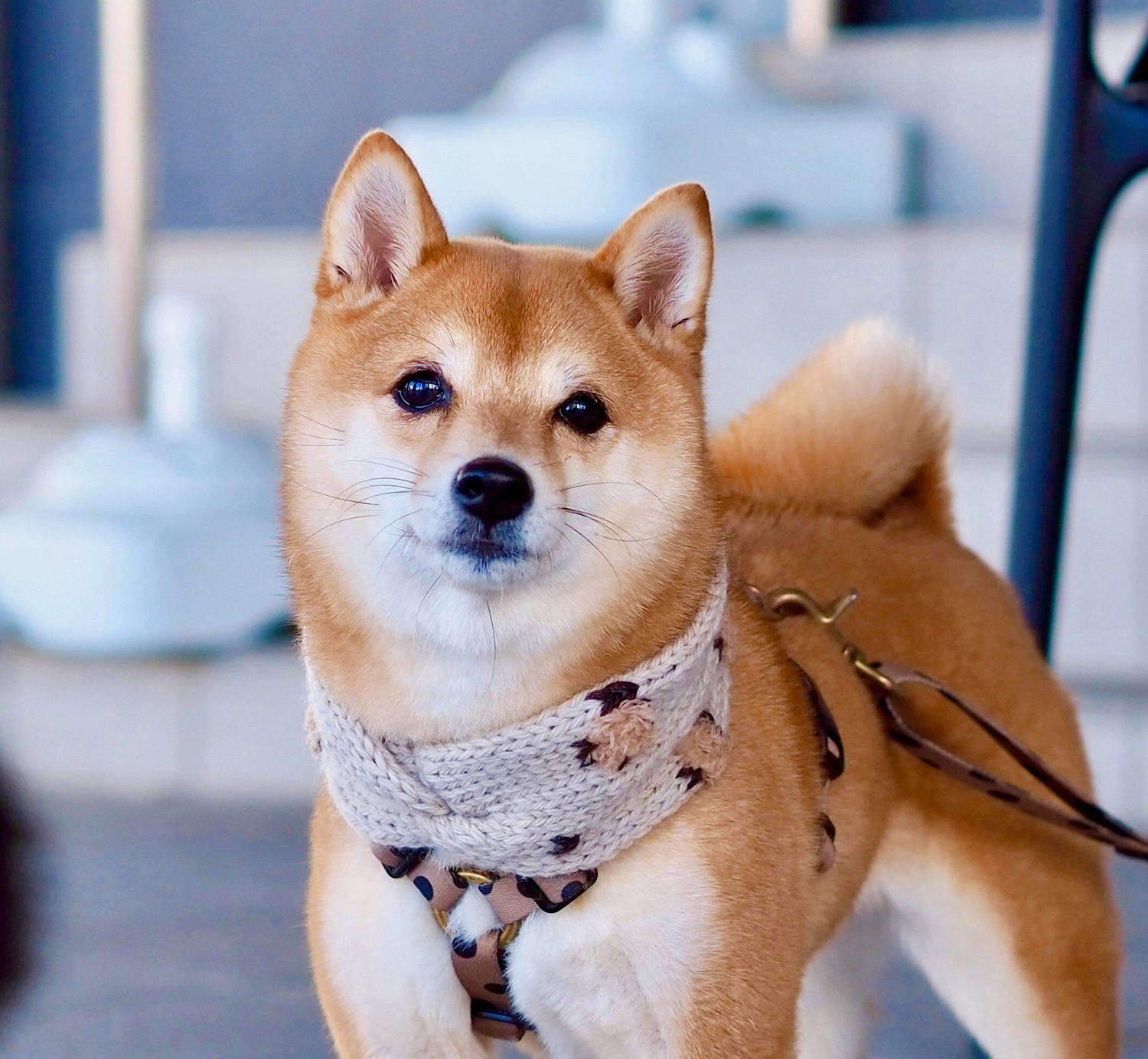 犬用ニットマフラー 可愛い ハンドメイド